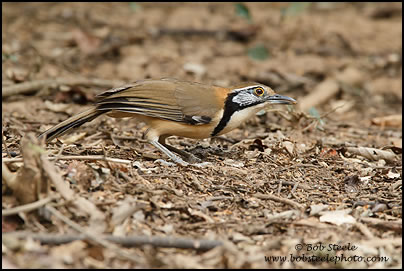 Greater Necklaced Laughingthrush (Garrulax pectoralis)